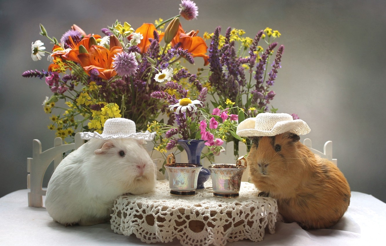 Guinea Pigs Wallpapers