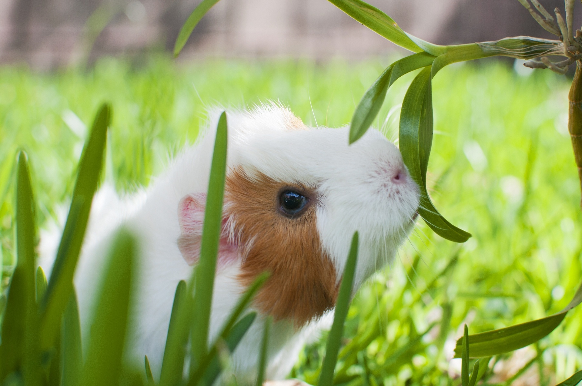 Guinea Pigs Wallpapers
