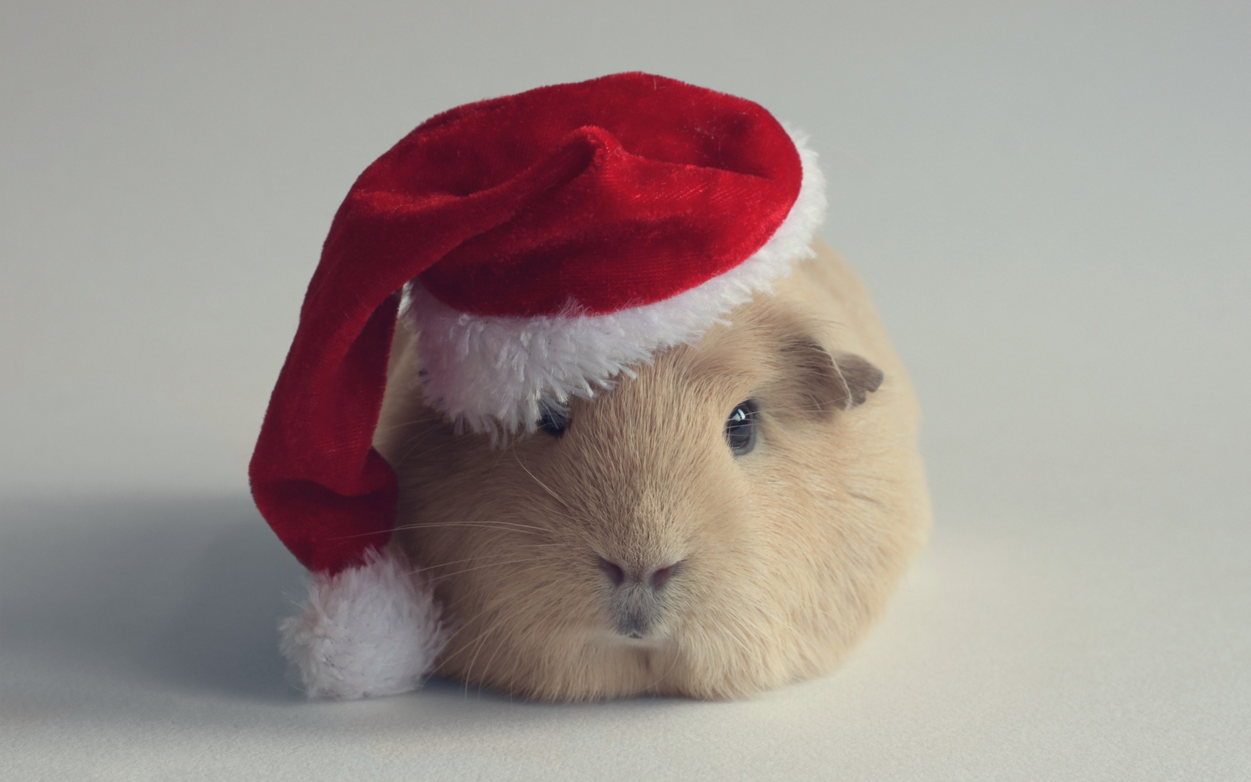 Guinea Pigs Wallpapers