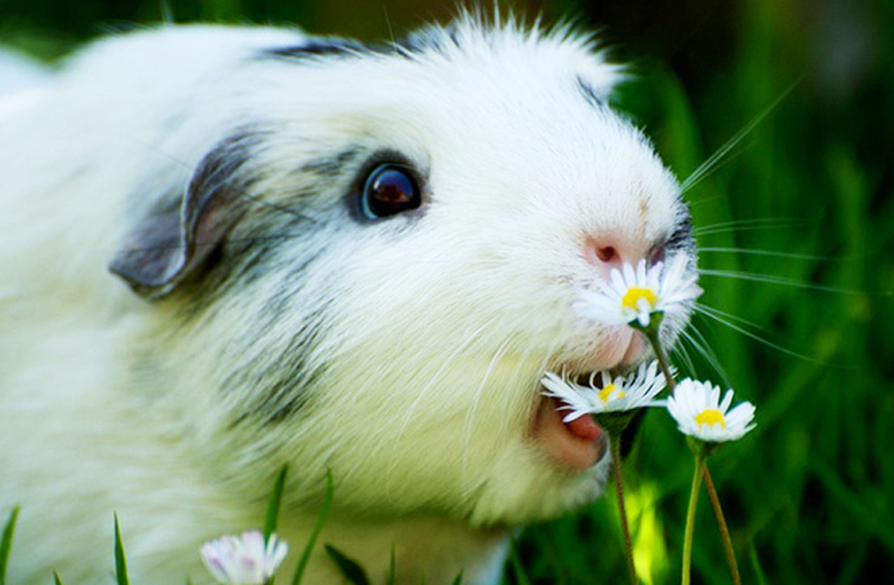 Guinea Pigs Wallpapers