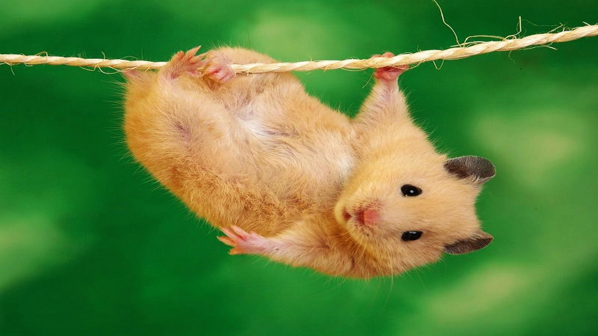 Hamster Wallpapers