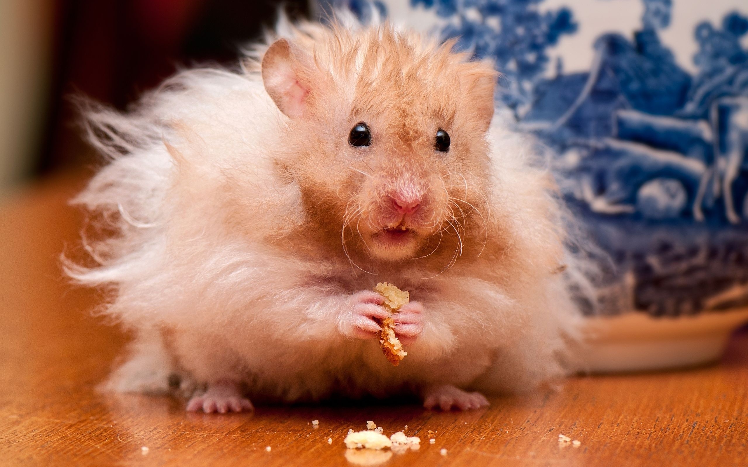 Hamster Wallpapers