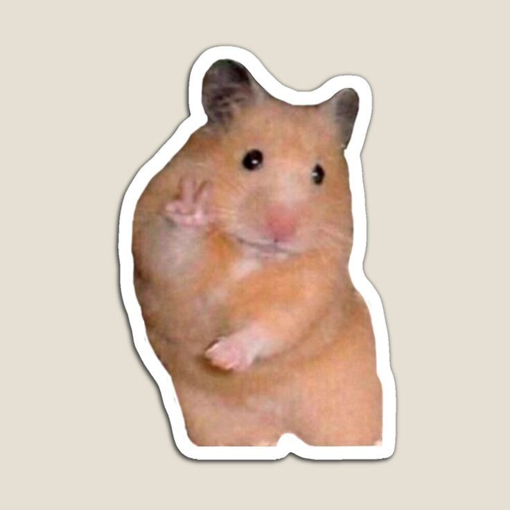 Hamster Wallpapers