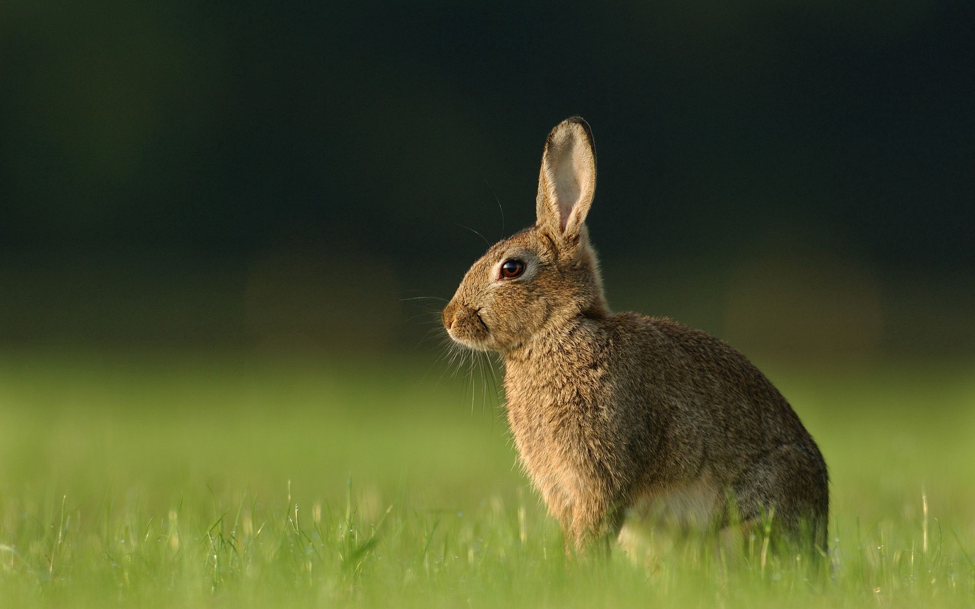 Hare Wallpapers