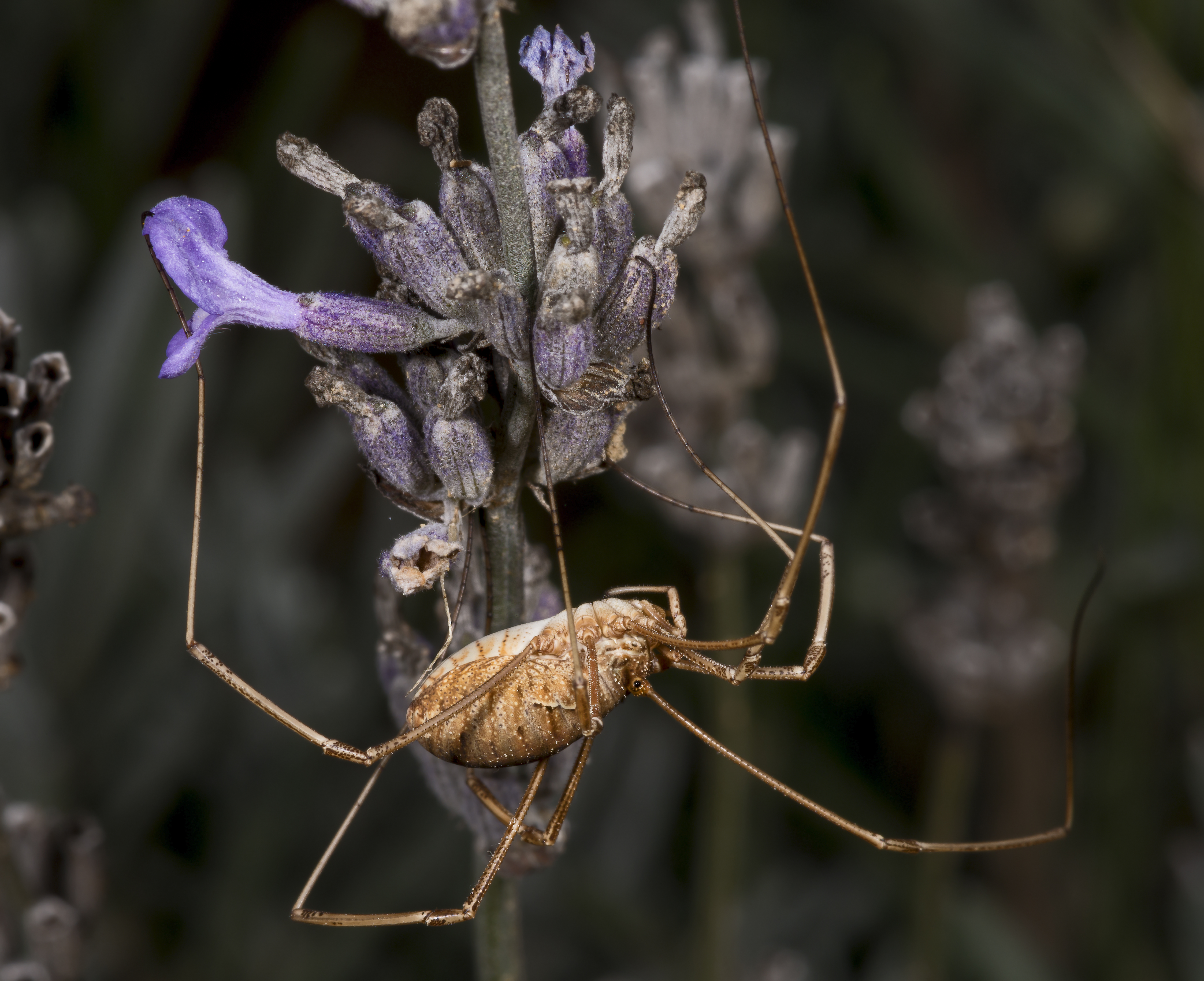 Harvestmen Wallpapers