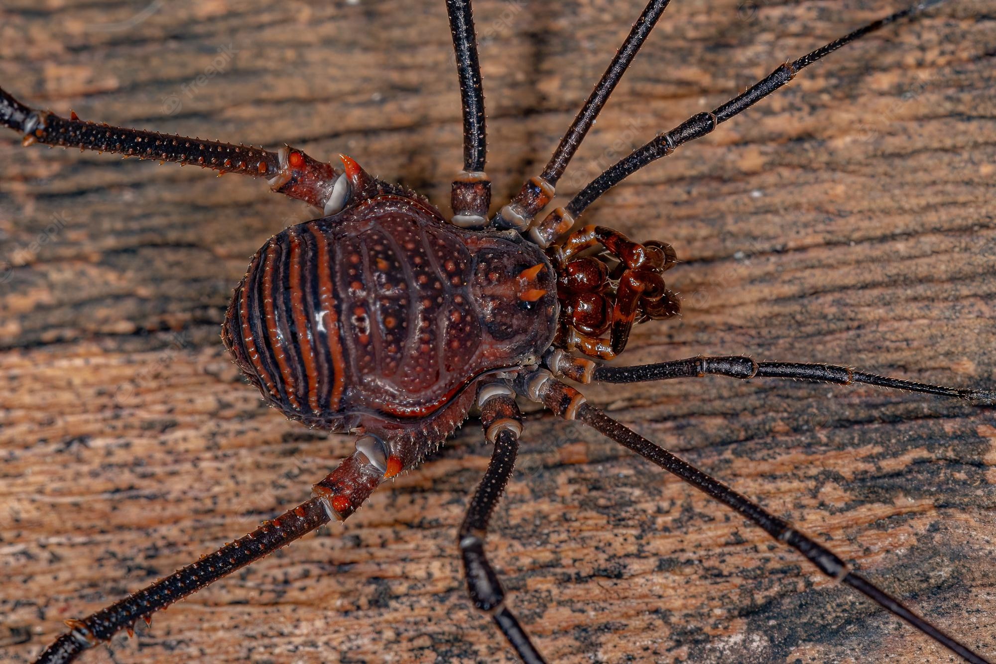 Harvestmen Wallpapers