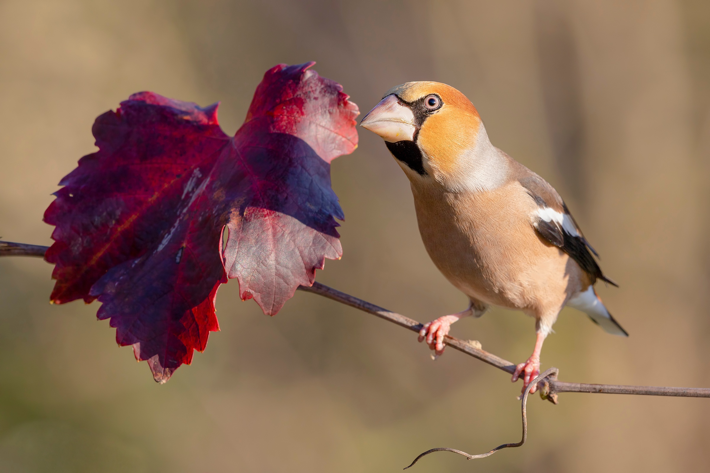 Hawfinch Wallpapers