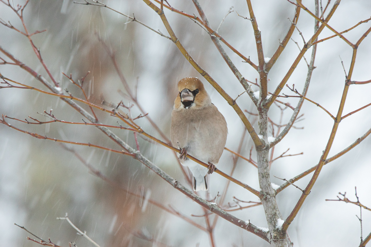 Hawfinch Wallpapers