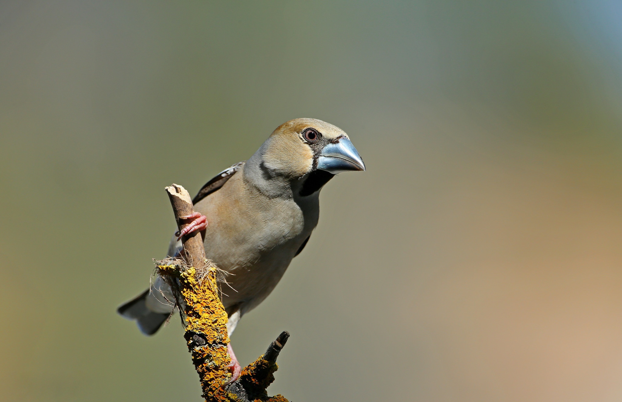 Hawfinch Wallpapers