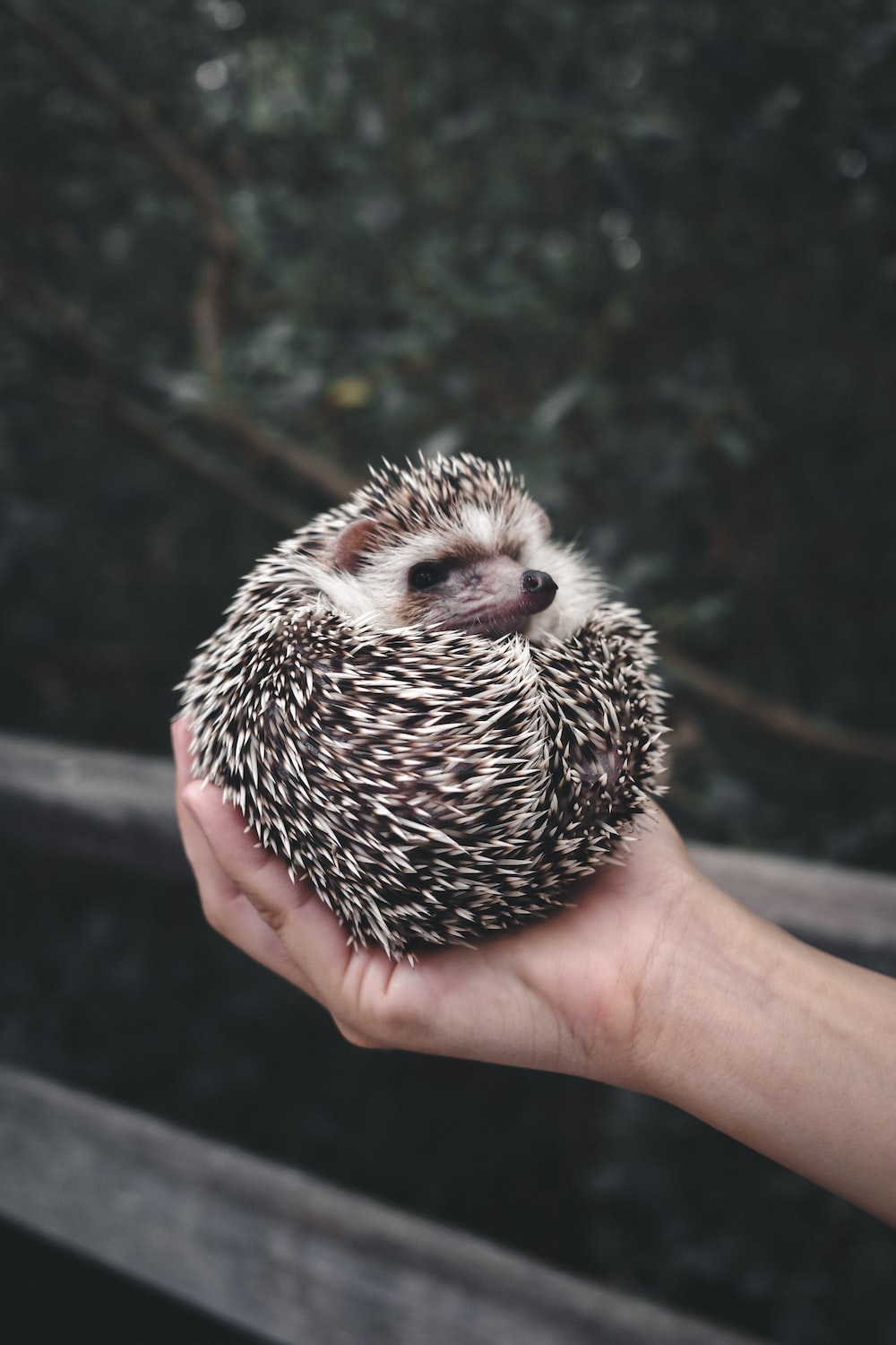 Hedgehog Wallpapers
