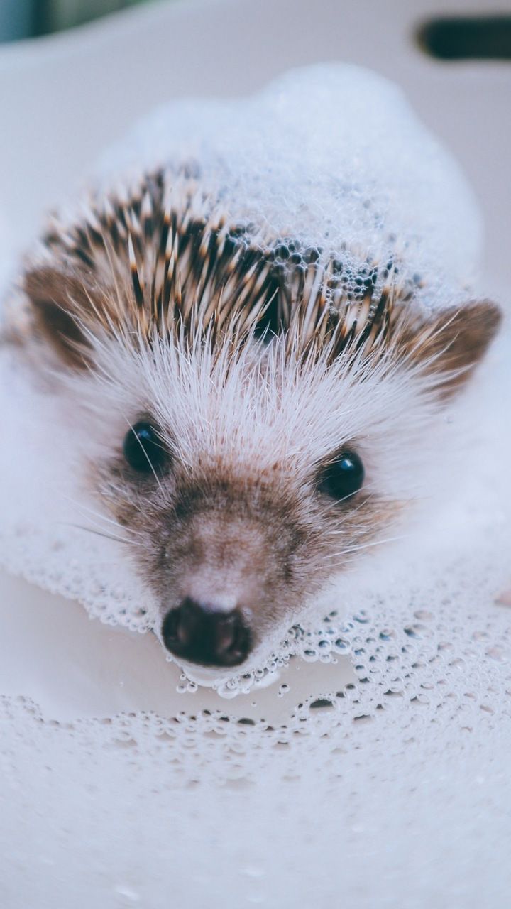 Hedgehog Wallpapers
