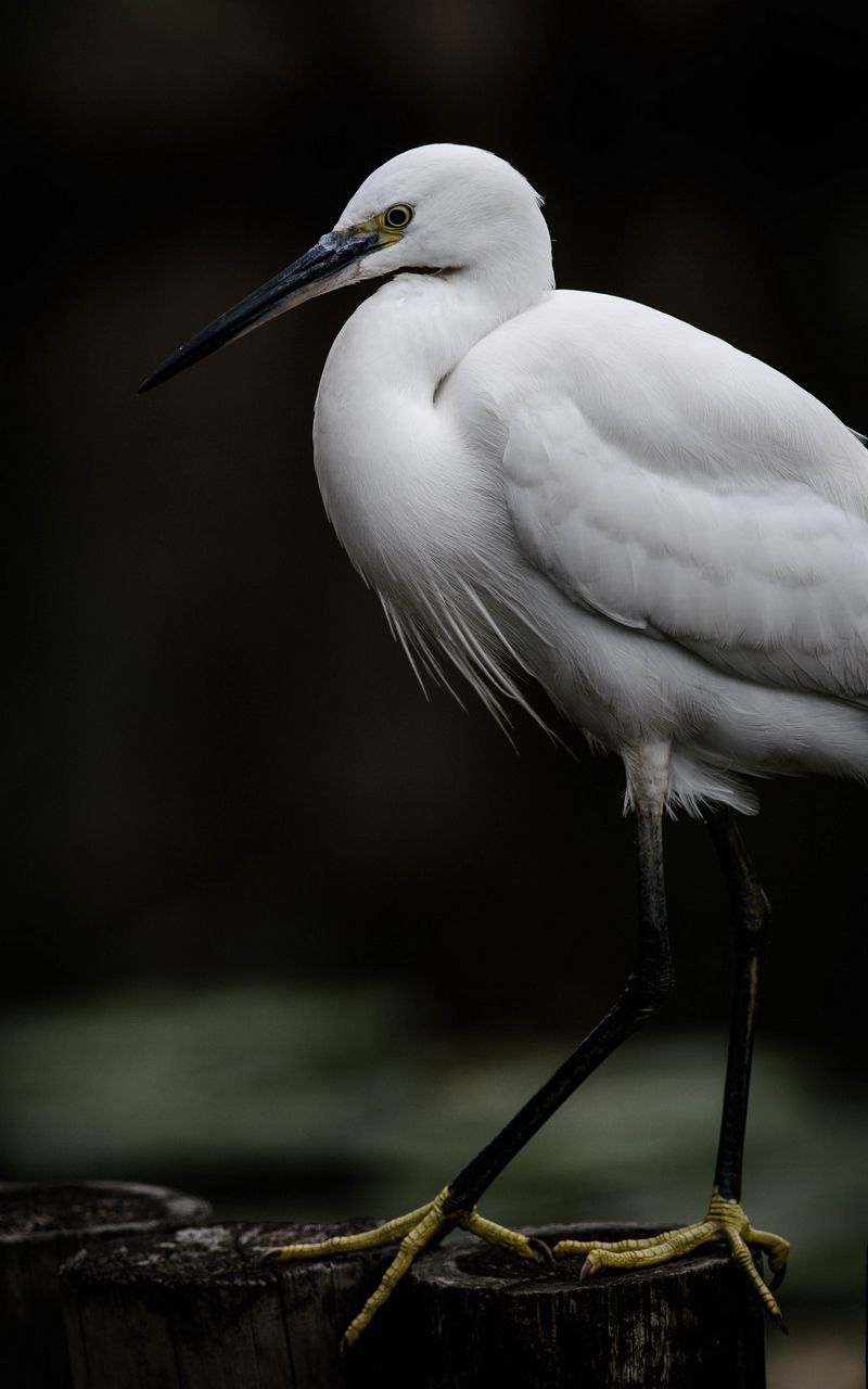 Herons Wallpapers