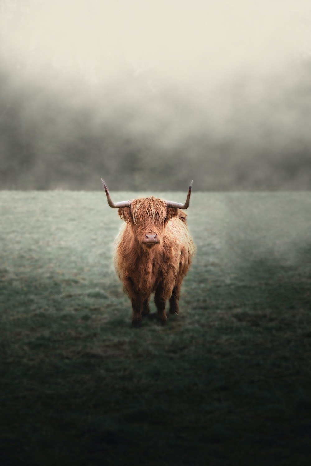 Highland Cattle Wallpapers