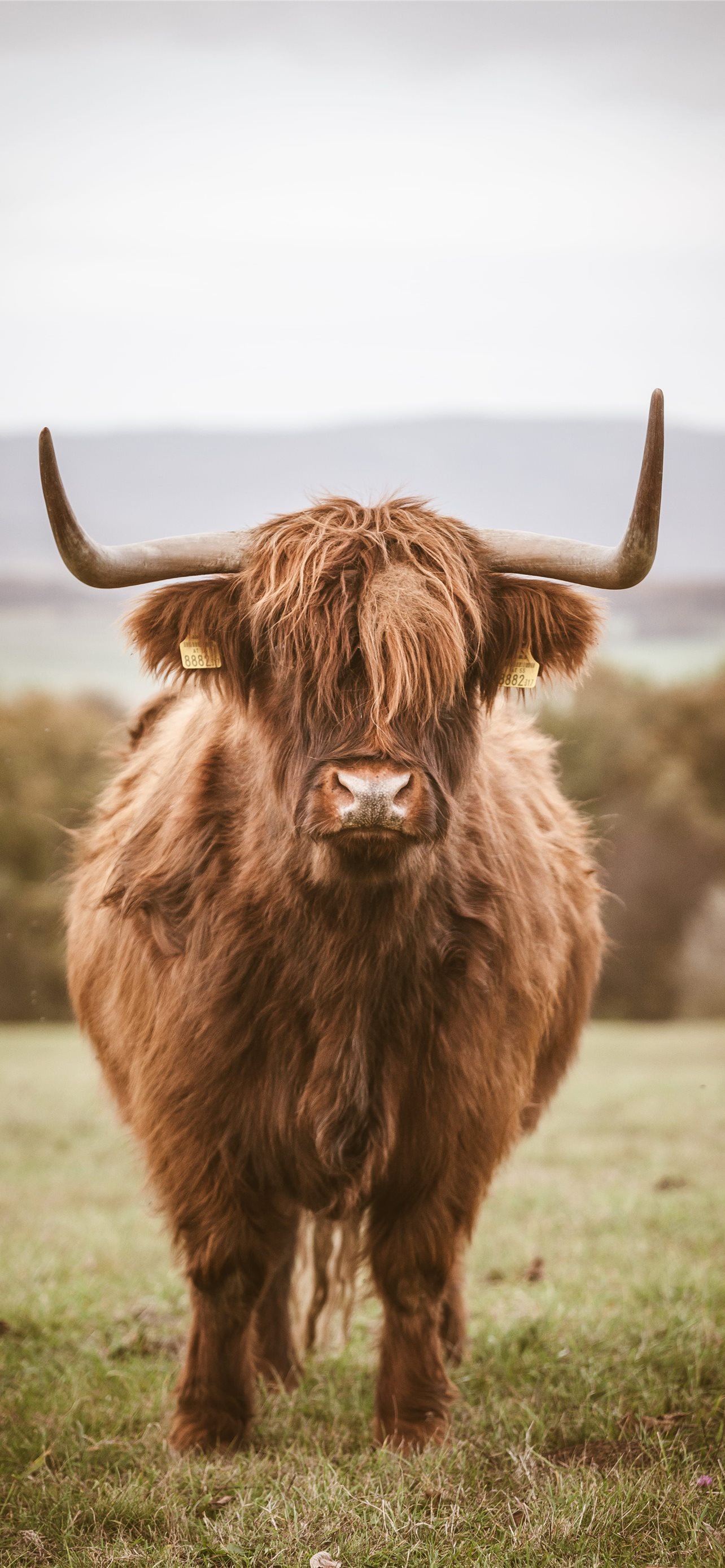 Highland Cattle Wallpapers