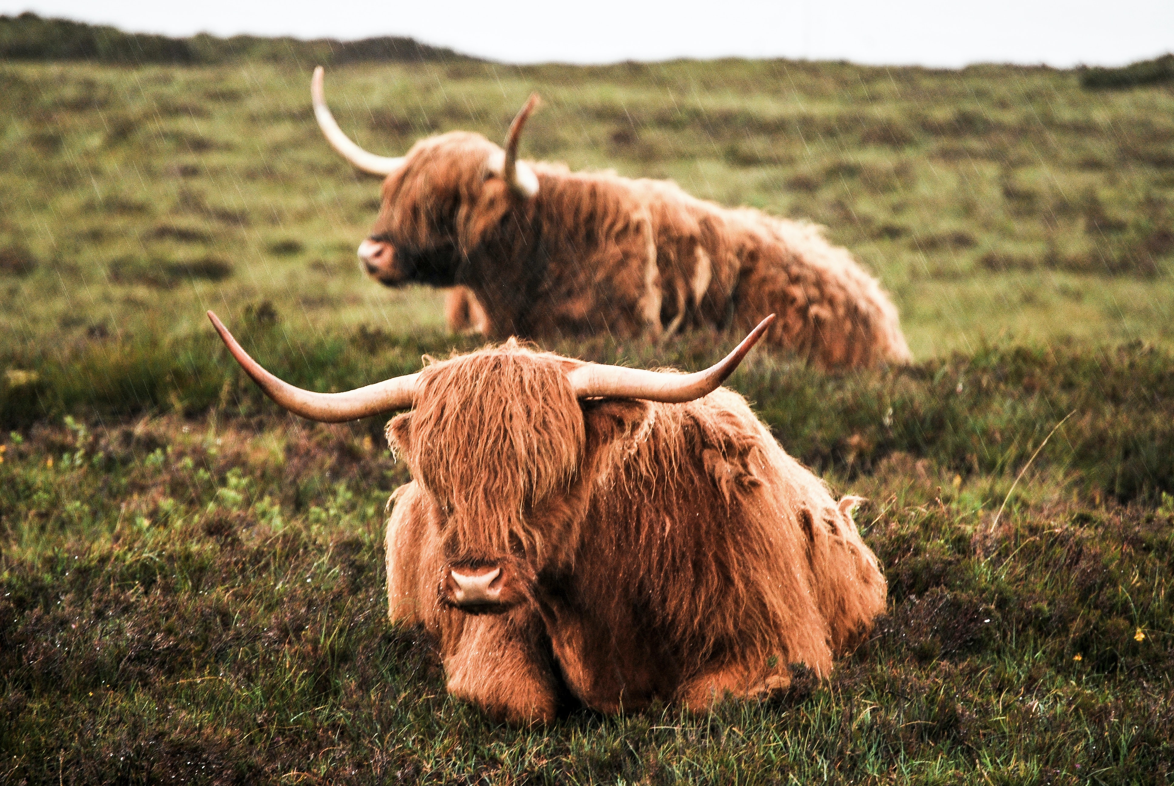 Highland Cattle Wallpapers