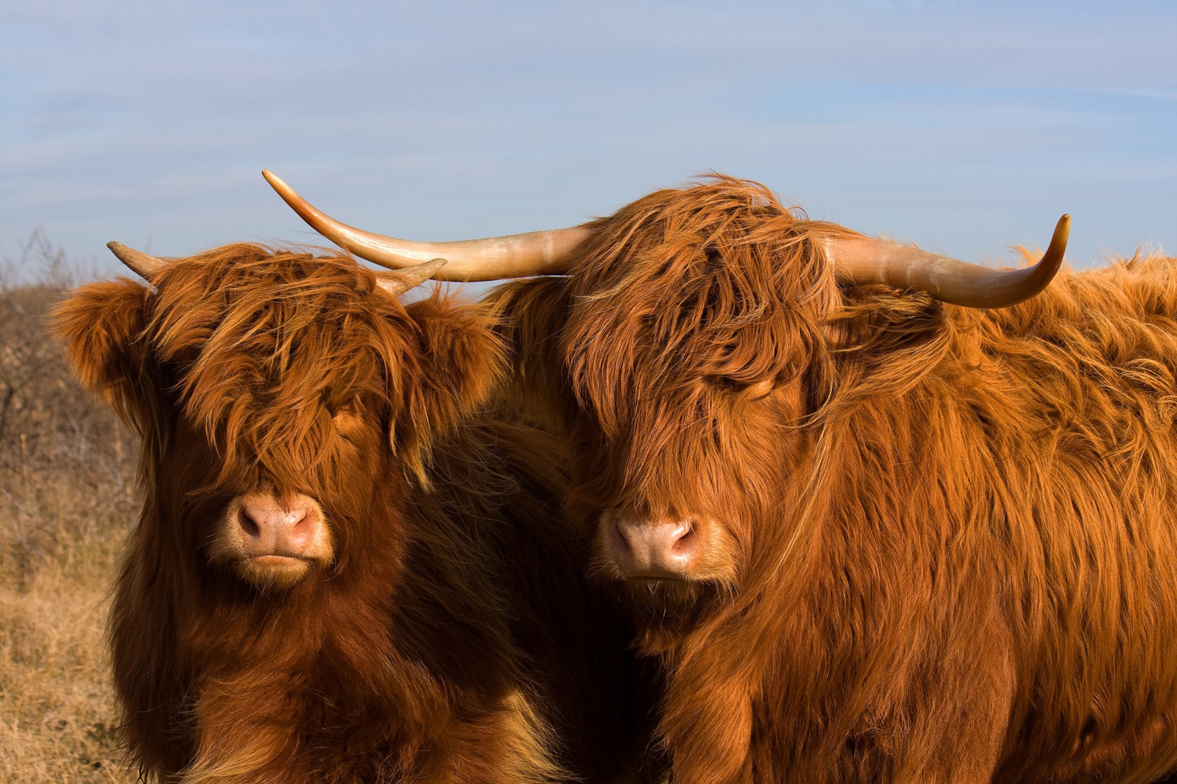 Highland Cattle Wallpapers