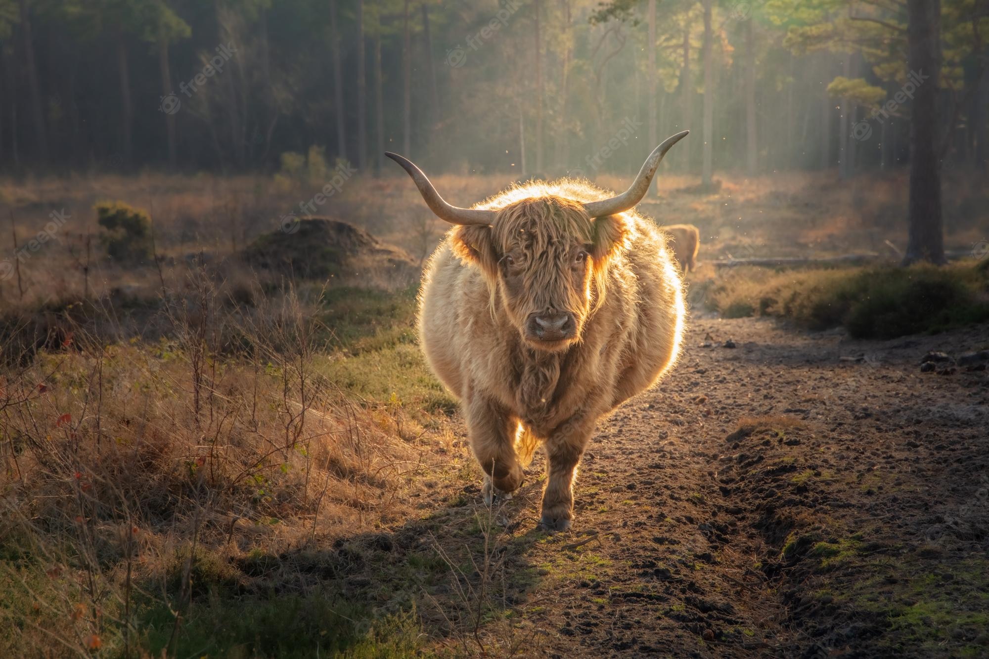 Highland Cattle Wallpapers