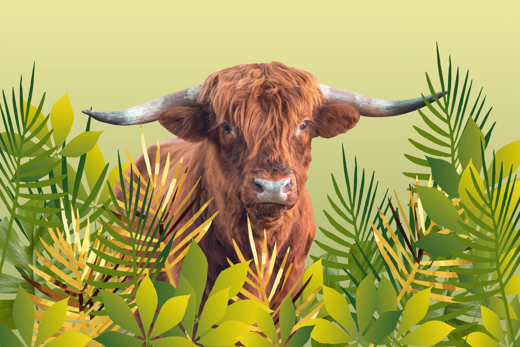 Highland Cattle Wallpapers