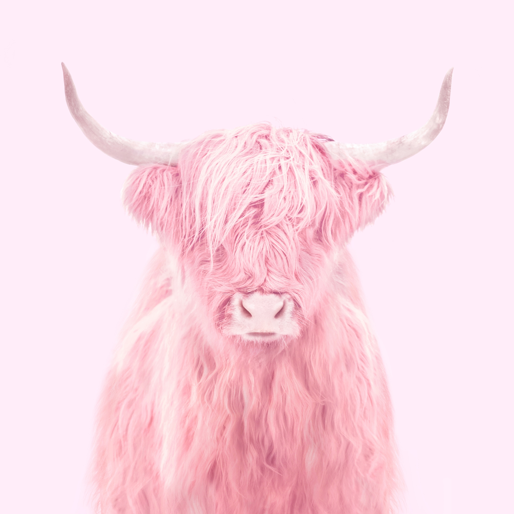 Highland Cattle Wallpapers