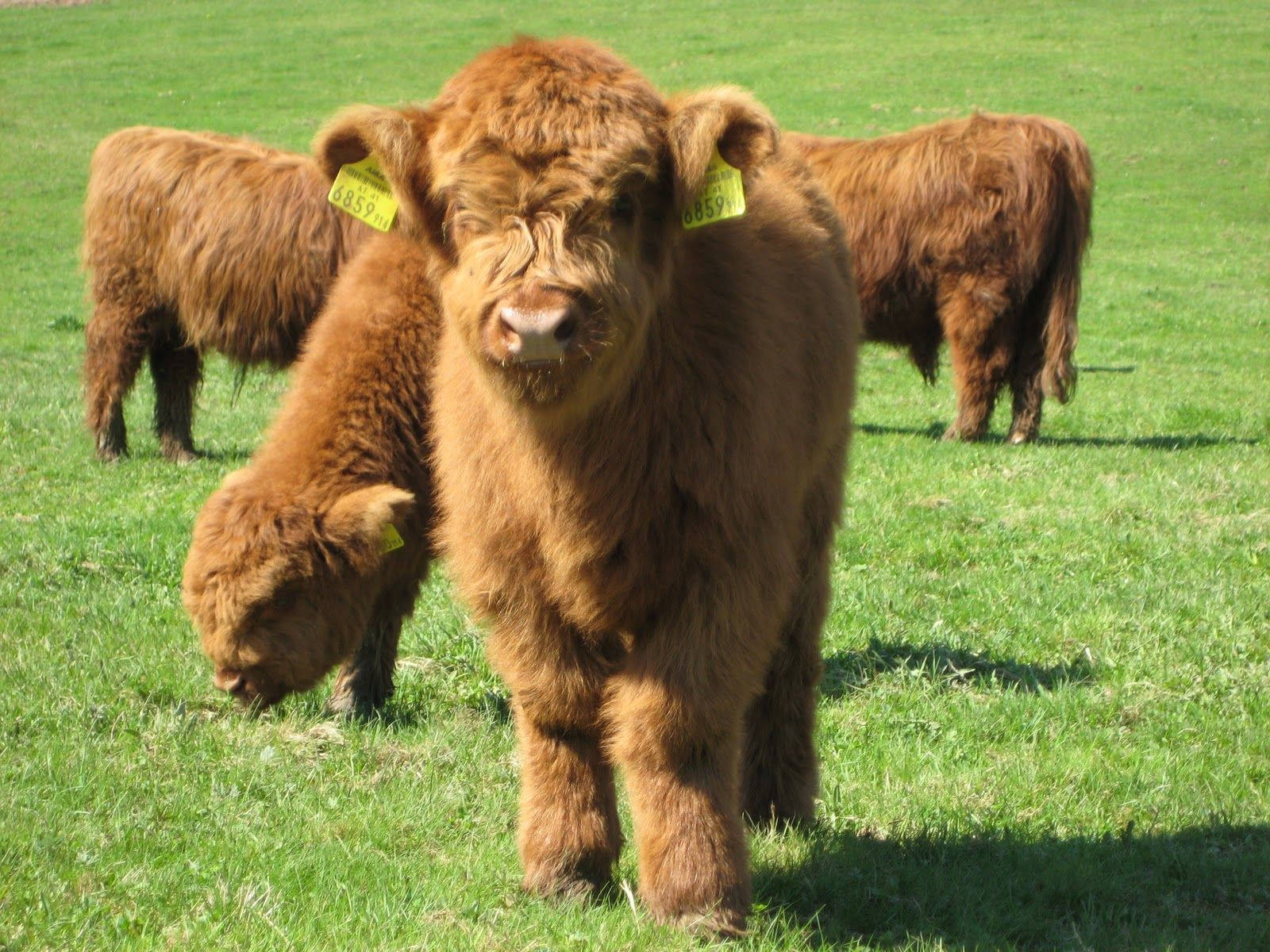 Highland Cattle Wallpapers