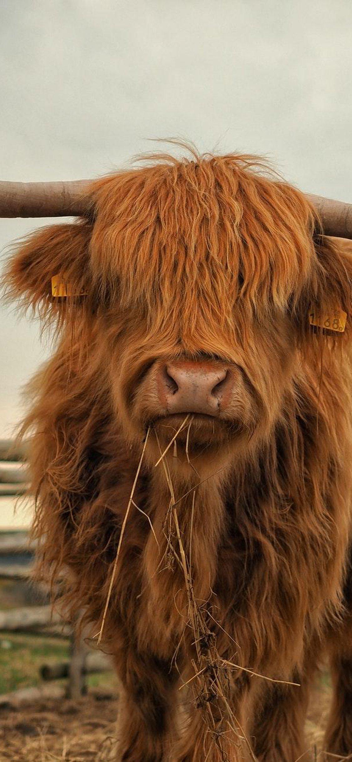 Highland Cattle Wallpapers