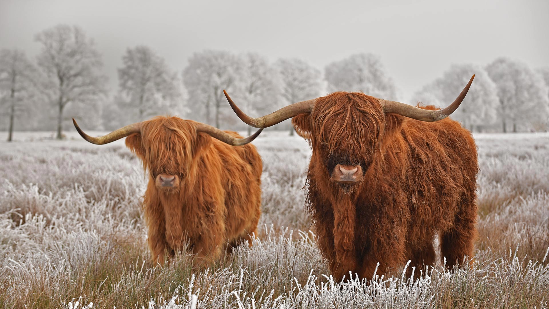 Highland Cow Wallpapers