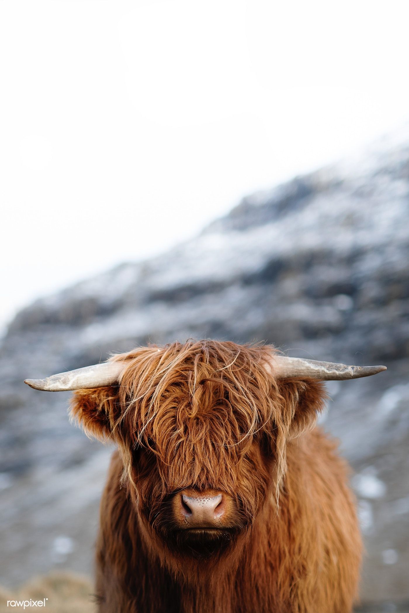 Highland Cow Wallpapers
