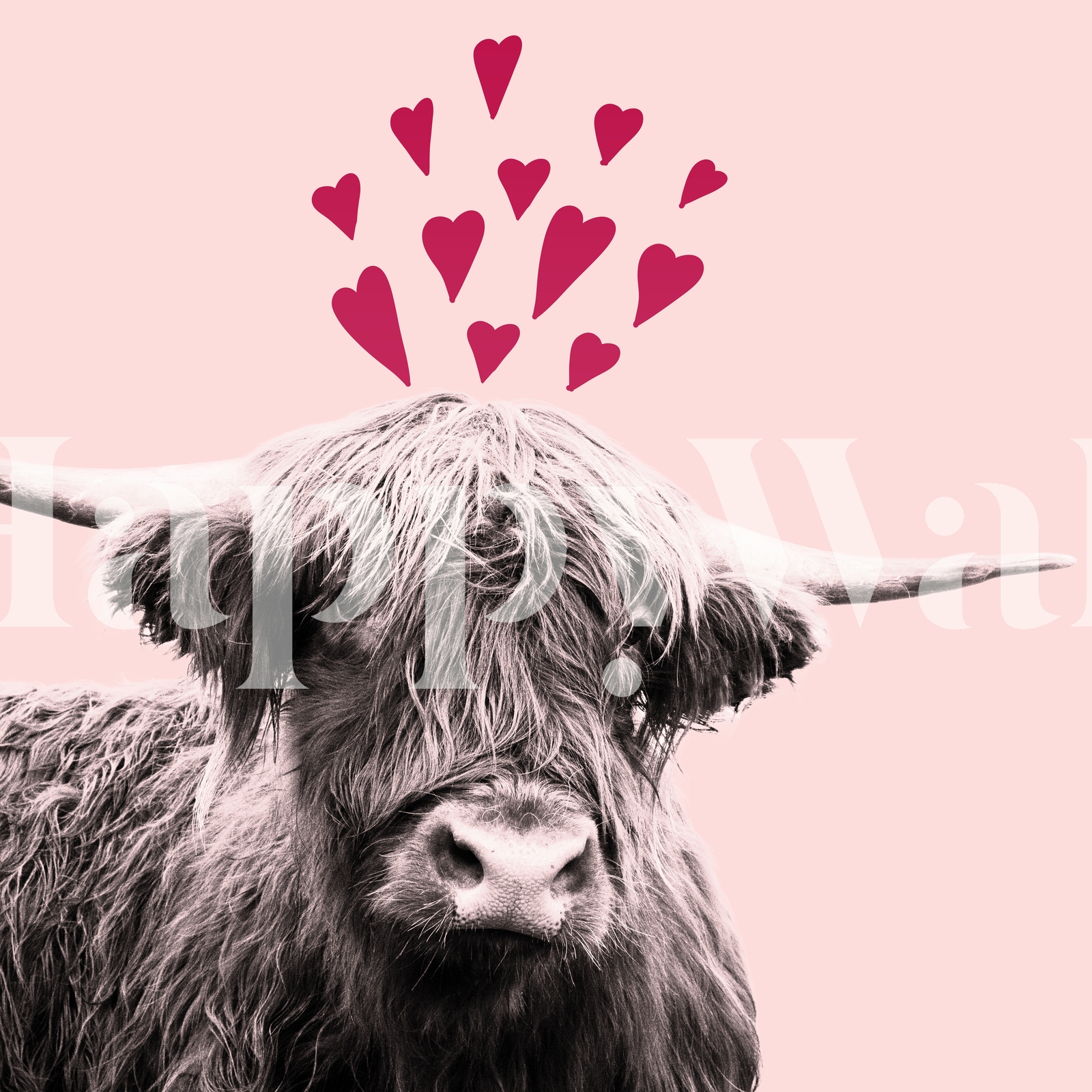 Highland Cow Wallpapers