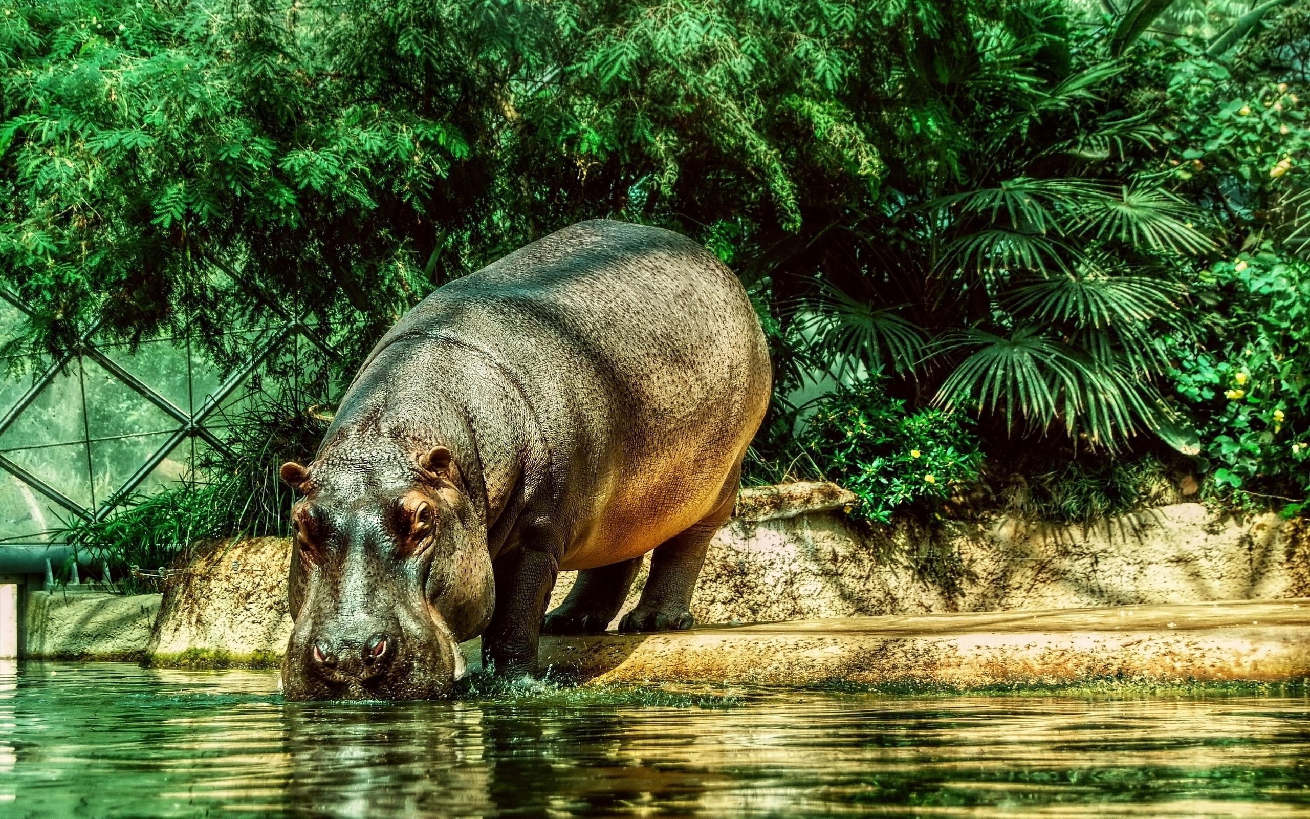 Hippopotamus Wallpapers