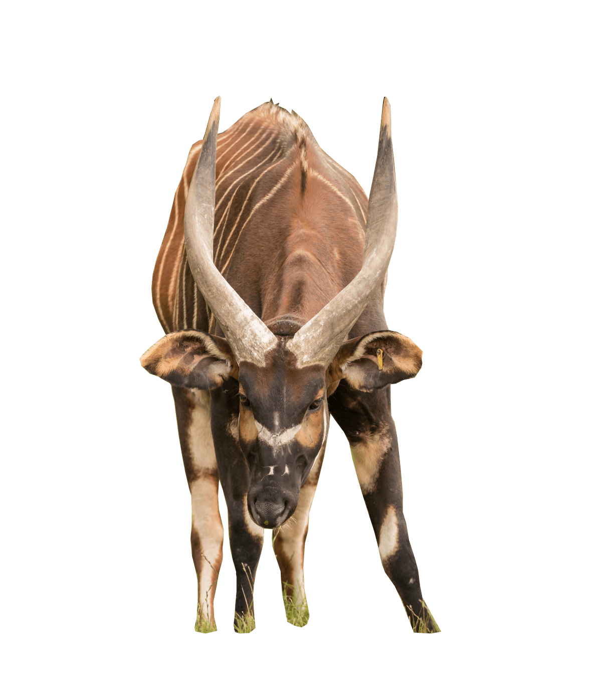 Hollow-Horned Ungulates Wallpapers