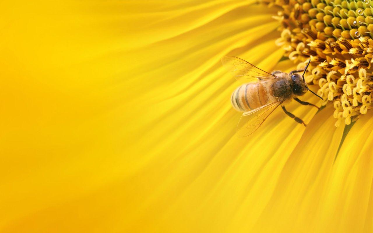 Honey Bee Wallpapers