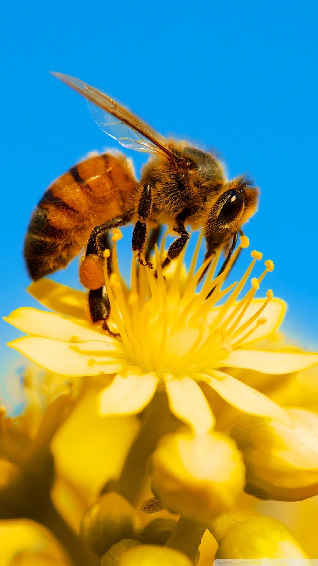 Honey Bee Wallpapers