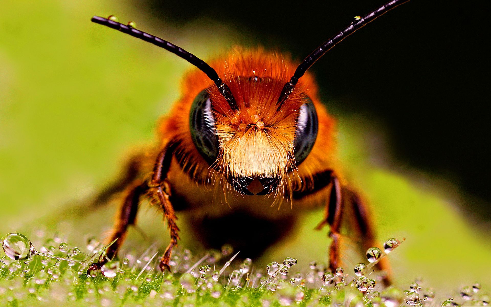 Honey Bee Wallpapers