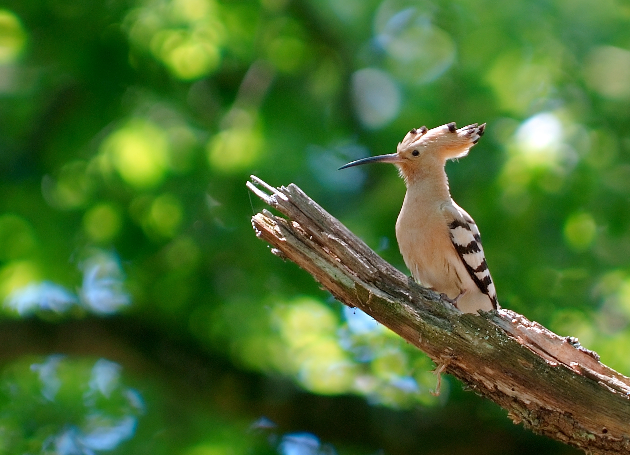 Hoopoes Wallpapers