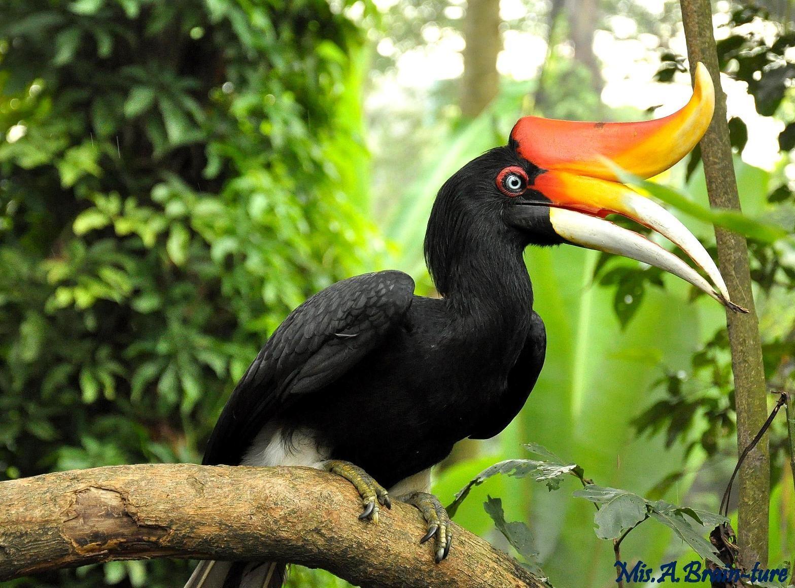 Hornbill Wallpapers