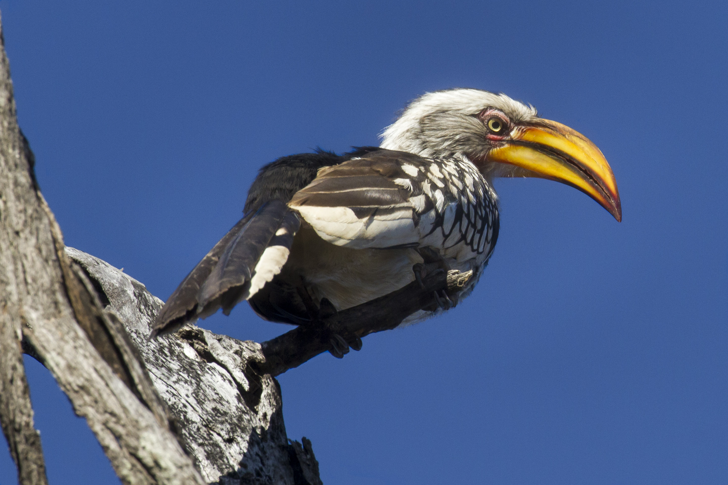 Hornbill Wallpapers