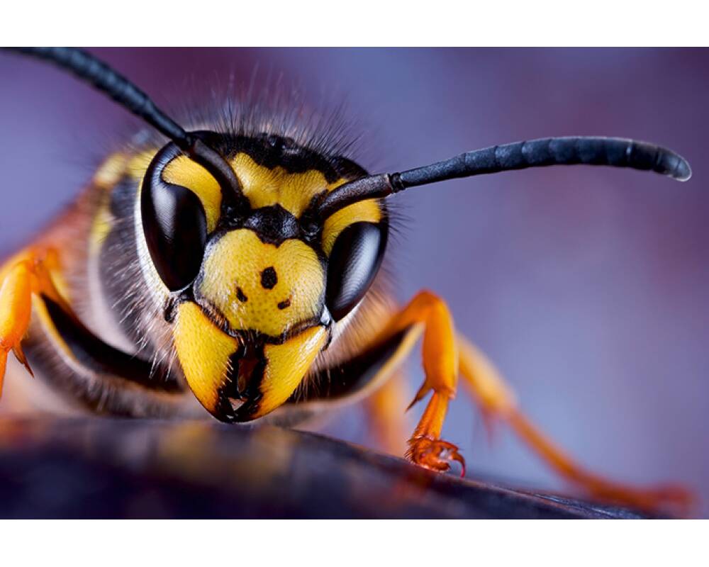 Hornet Insect Wallpapers