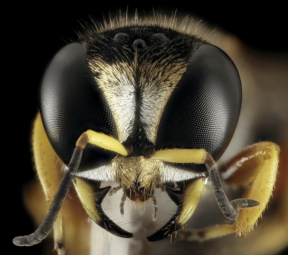 Hornet Insect Wallpapers