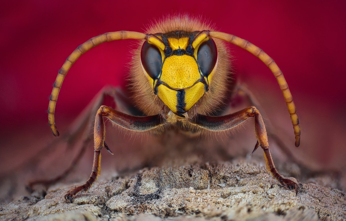 Hornet Insect Wallpapers