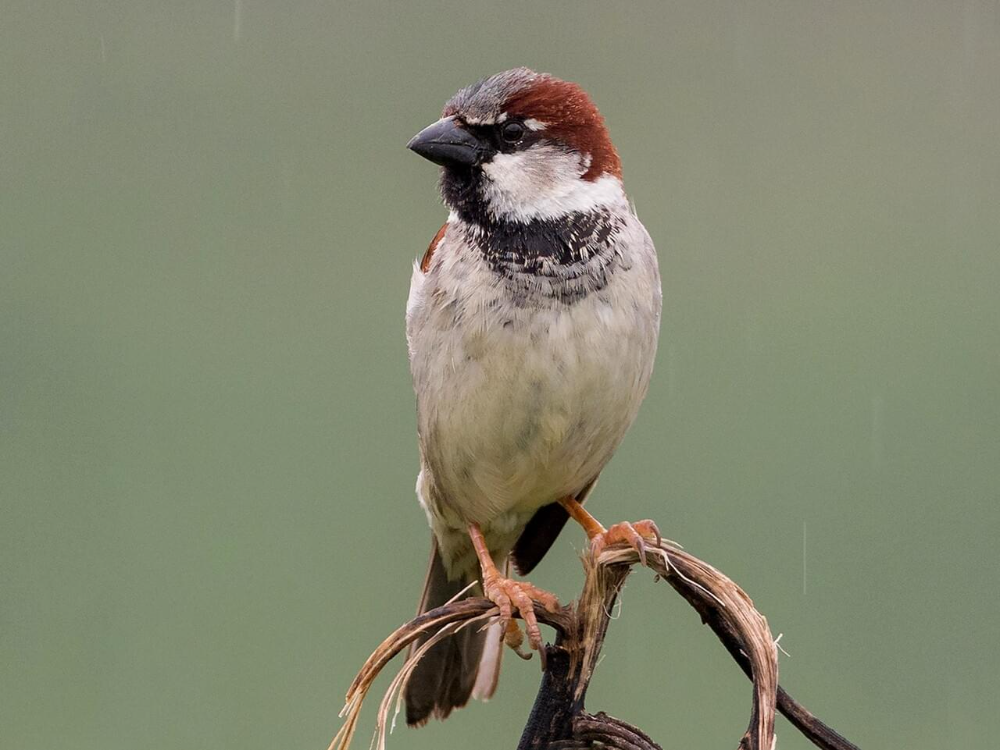 House Sparrow Wallpapers