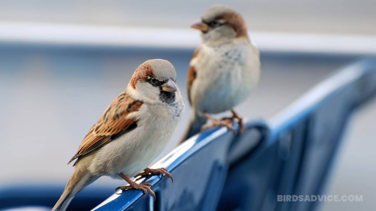 House Sparrow Wallpapers