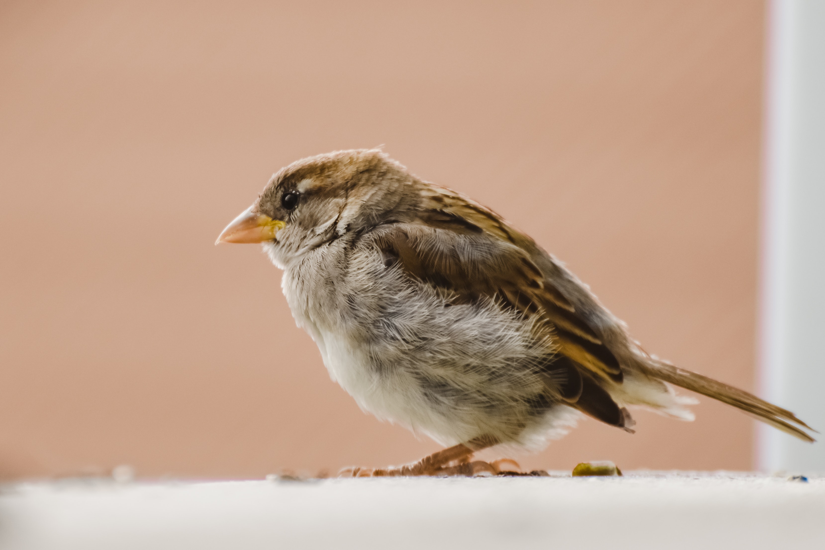 House Sparrow Wallpapers