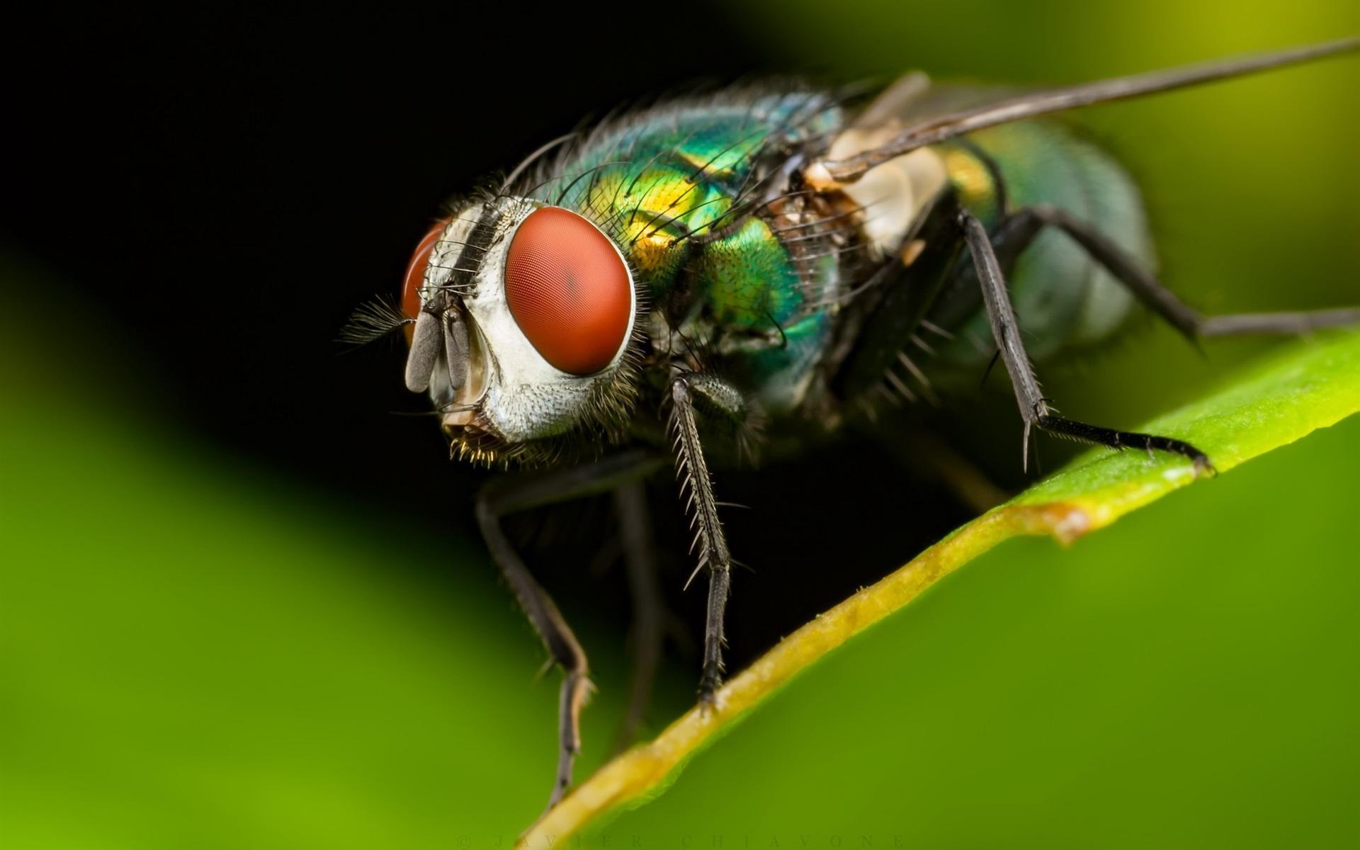 Housefly Wallpapers