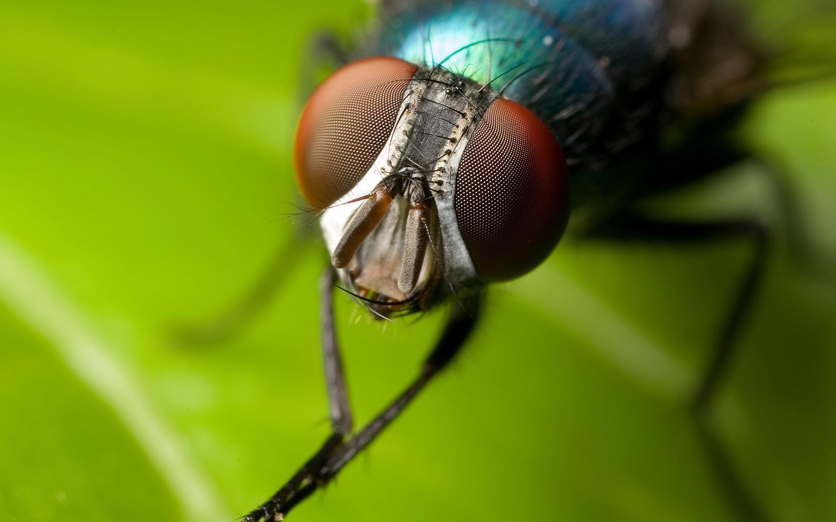 Housefly Wallpapers