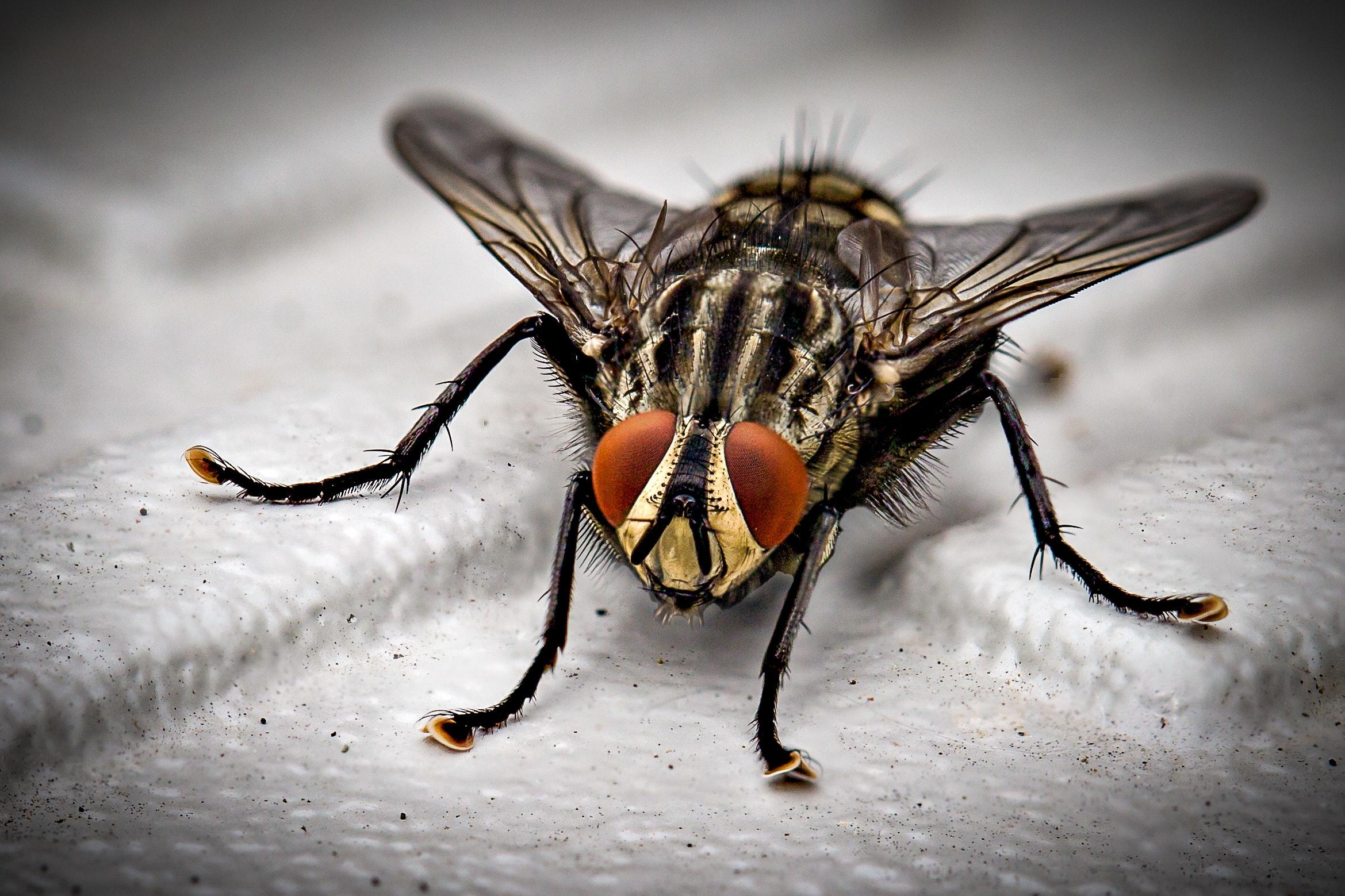 Housefly Wallpapers