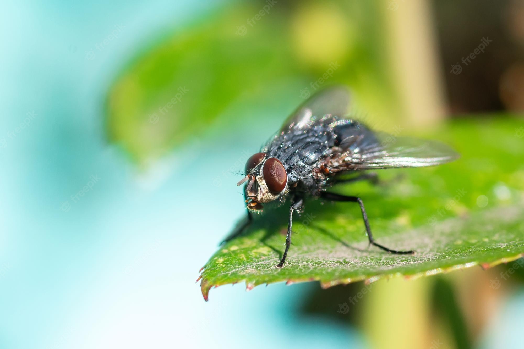 Housefly Wallpapers