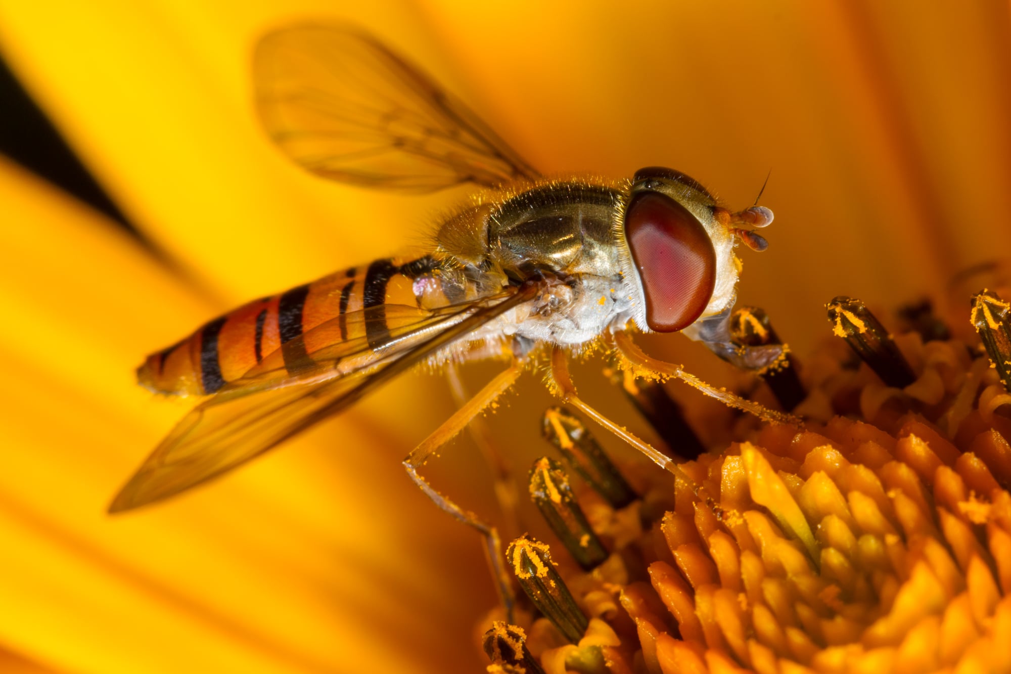 Hoverfly Wallpapers