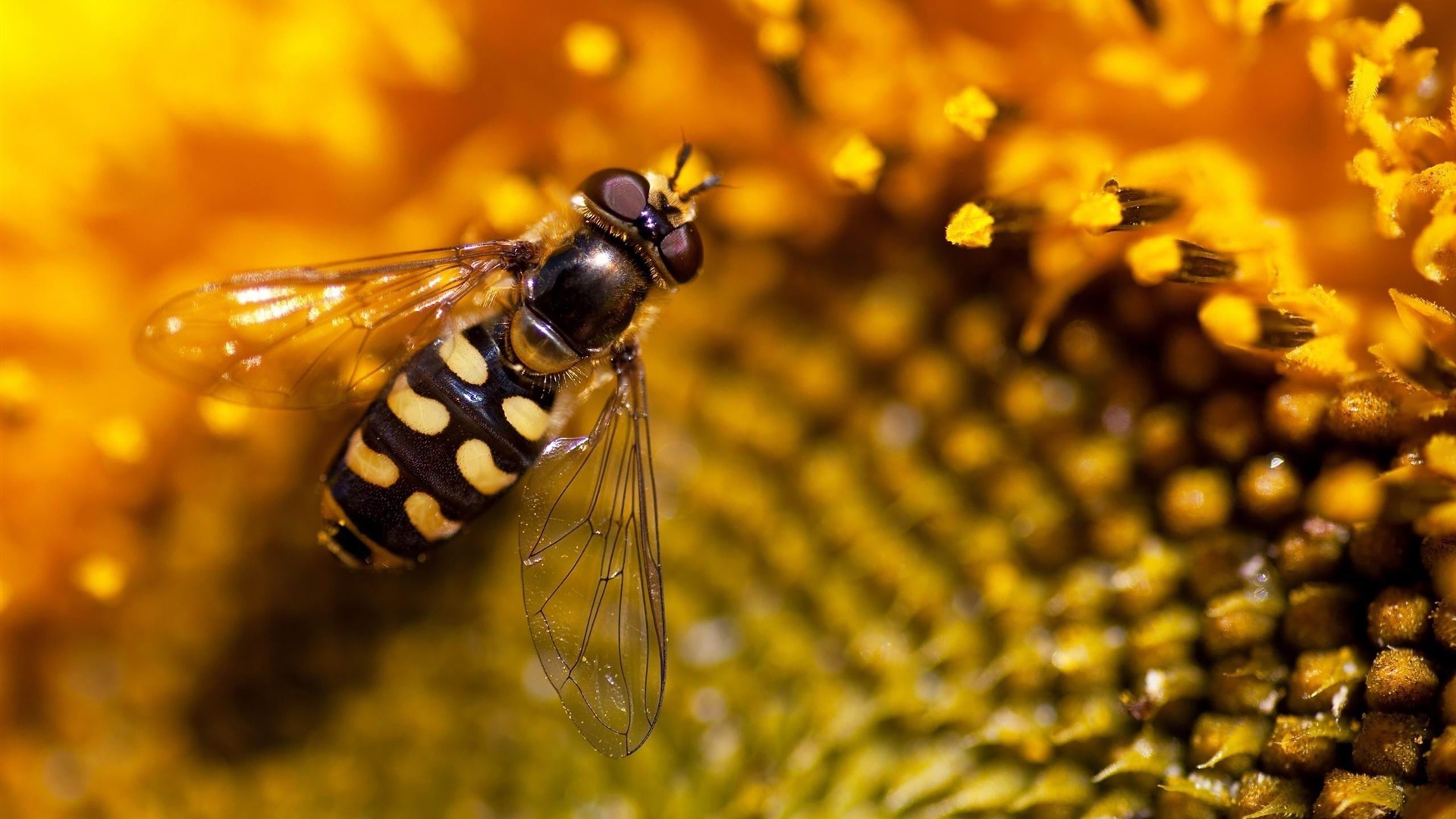 Hoverfly Wallpapers