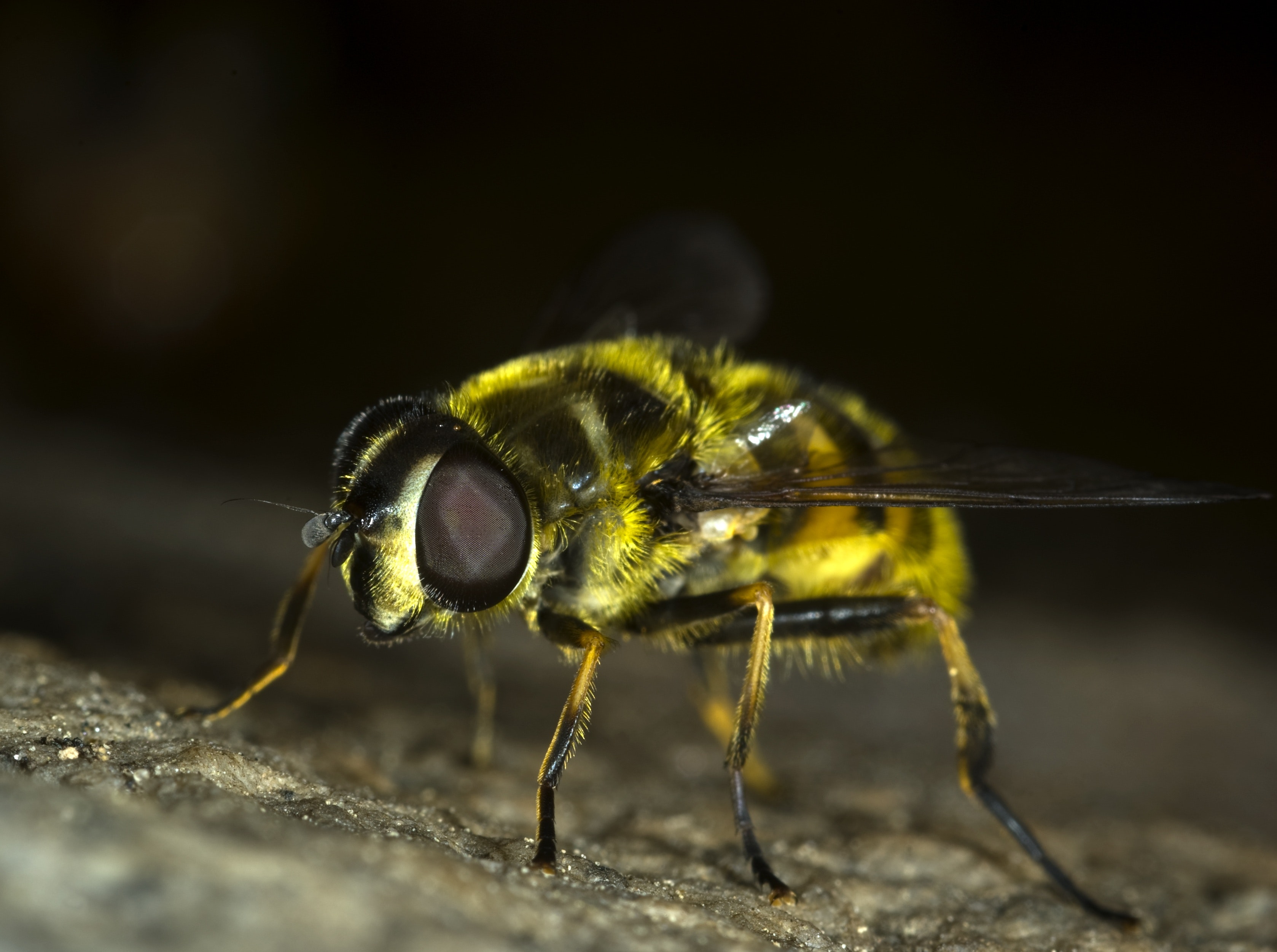 Hoverfly Wallpapers