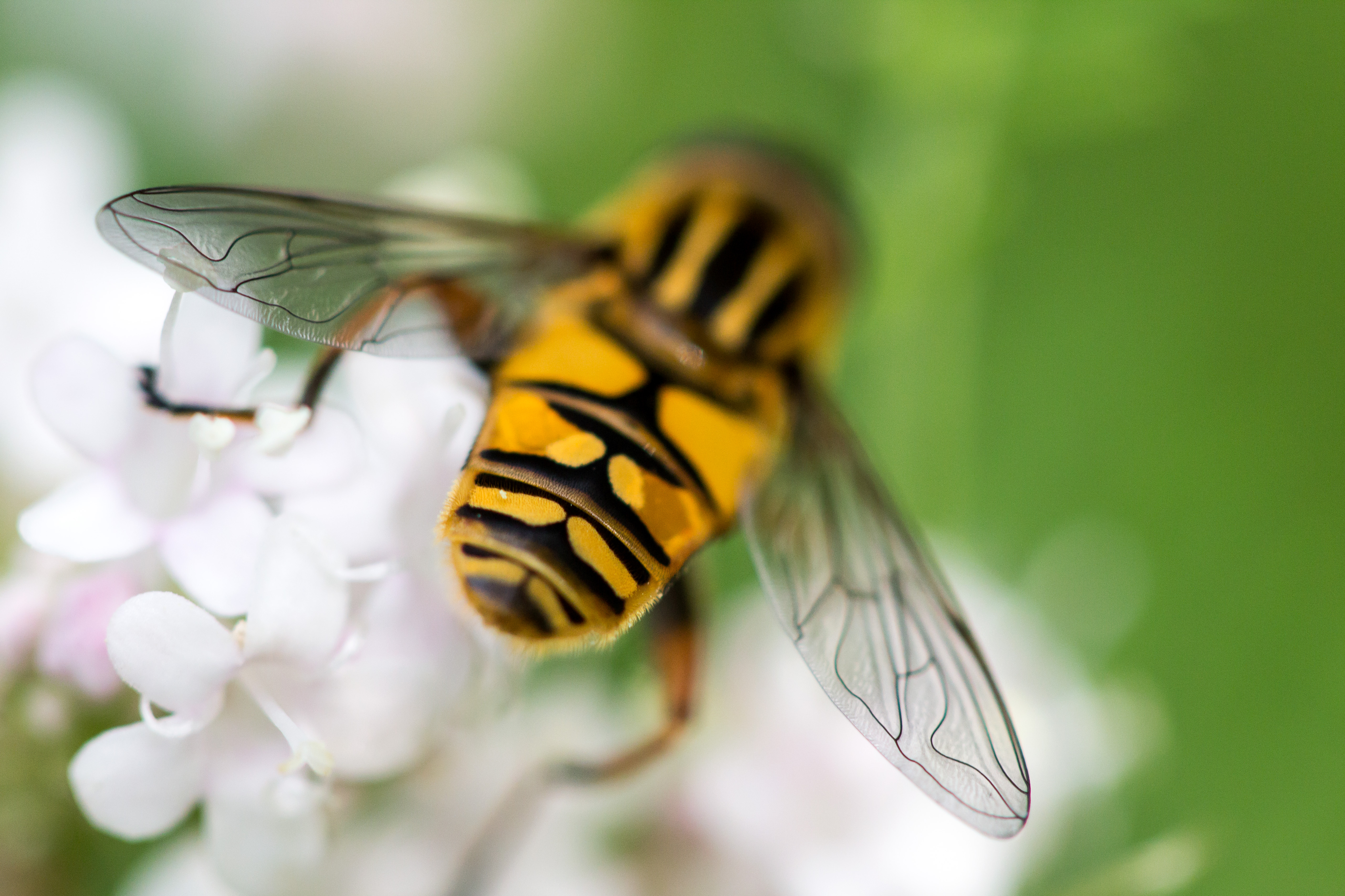 Hoverfly Wallpapers